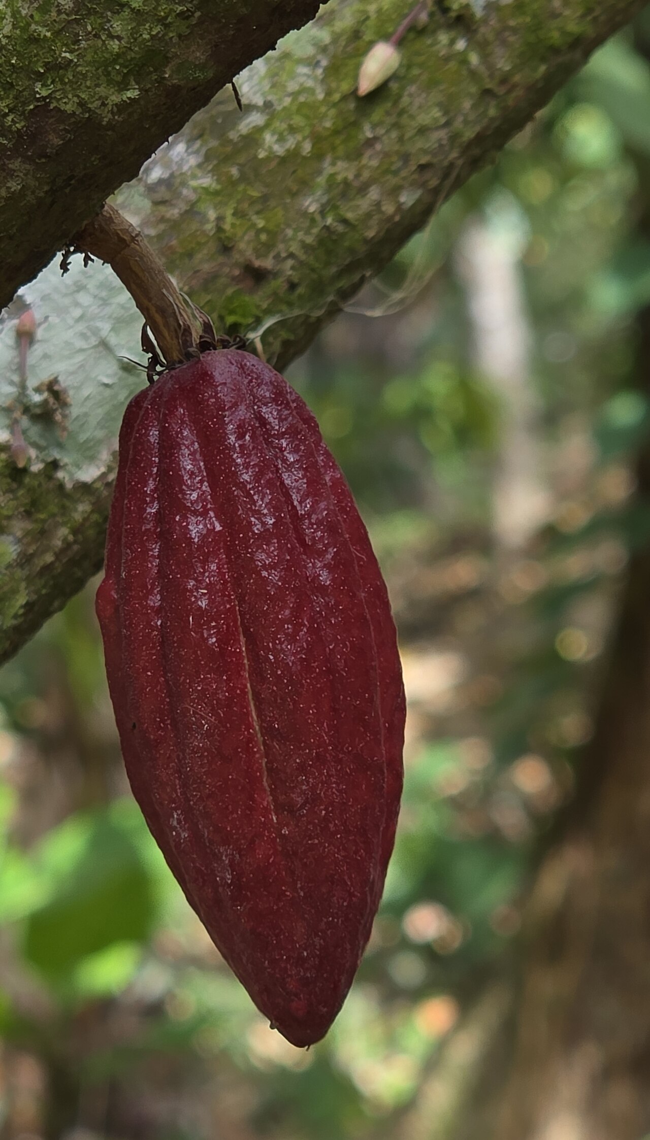 Imagen de referencia de un fruto de cacao criollo en maduración; no es un insumo de Casa Cacao