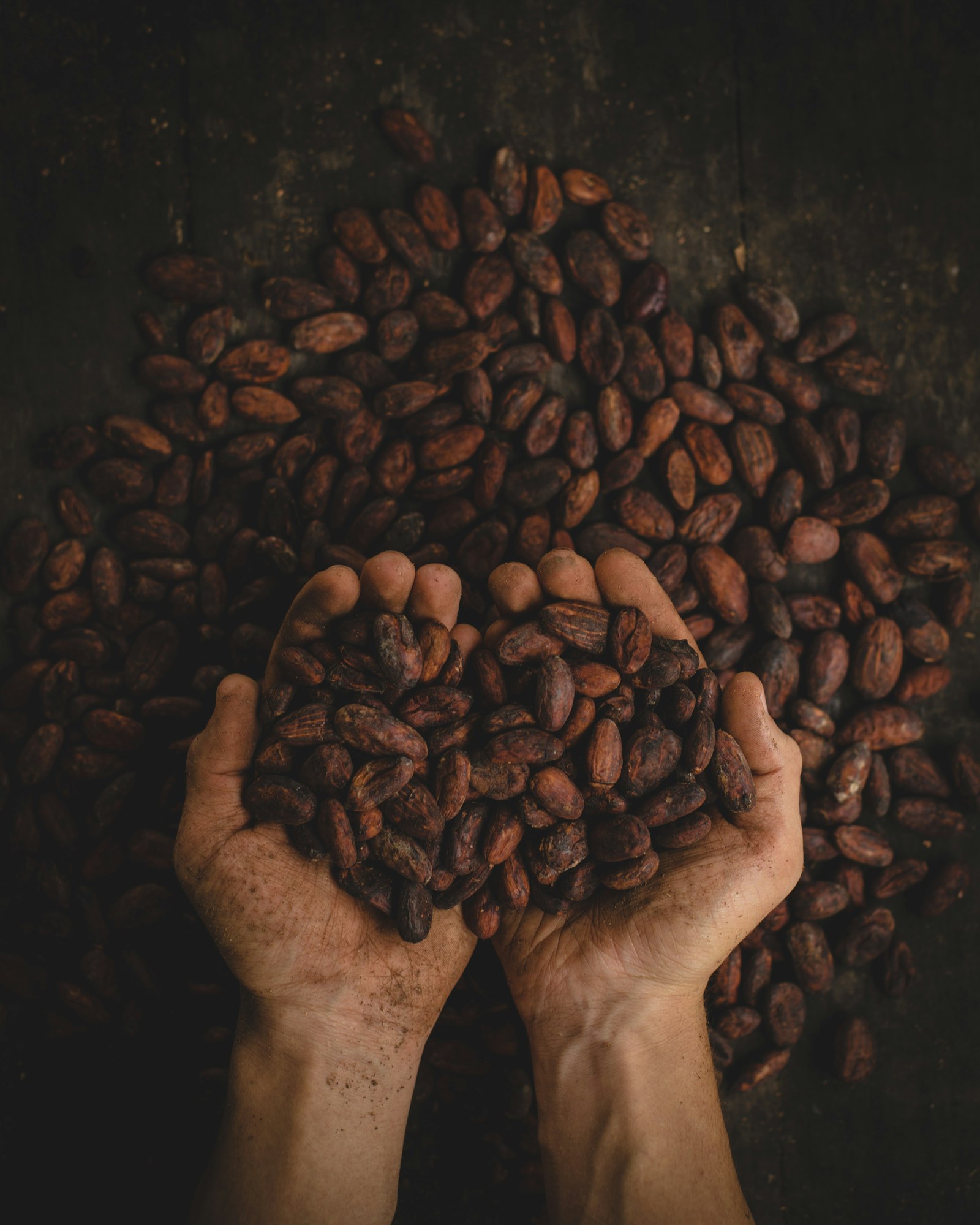 Imagen de referencia de granos de cacao secándose; no es una foto de Casa Cacao